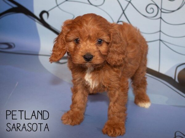 Cavapoo-DOG-Female-DARK RED-25310-Dream Tails Sarasota, Florida