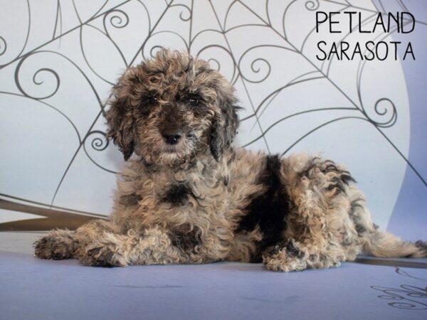 F2 STANDARD GOLDENDOODLE-DOG-Male-Blue Merle-25309-Dream Tails Sarasota, Florida