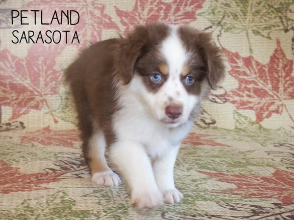 Miniature Australian Shepherd-DOG-Female-RED TRI-25325-Dream Tails Sarasota, Florida