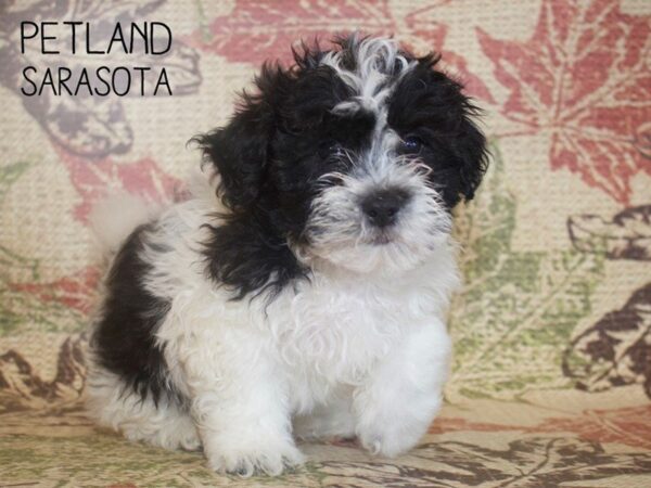 Teddy Bear-DOG-Male-BLK WHITE-25324-Dream Tails Sarasota, Florida