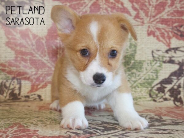 Pembroke Welsh Corgi-DOG-Male-RED-25323-Dream Tails Sarasota, Florida