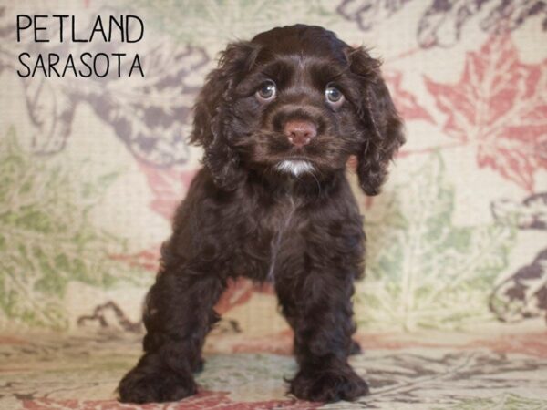 Cocker Spaniel-DOG-Female-CHOC-25321-Dream Tails Sarasota, Florida