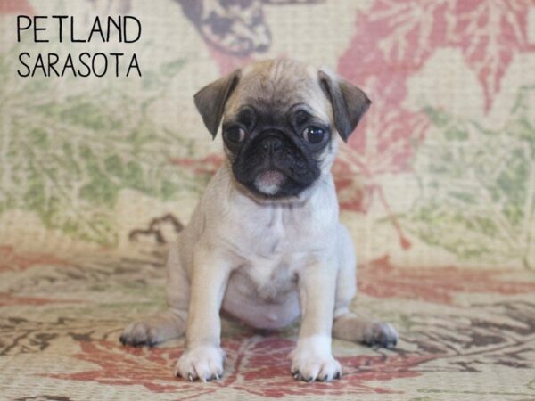 Pug-DOG-Female-FAWN-25320-Dream Tails Sarasota, Florida
