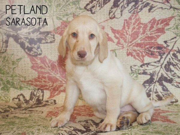 Labrador Retriever-DOG-Female-Black-25318-Dream Tails Sarasota, Florida