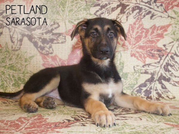 German Shepherd-DOG-Female-Black & Tan-25317-Dream Tails Sarasota, Florida