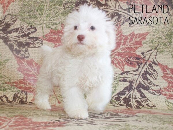 Daisy Dog-DOG-Male-CREAM WHITE-25278-Dream Tails Sarasota, Florida