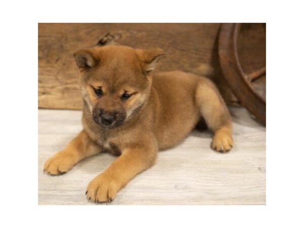 Shiba Inu-DOG-Male-Red Sesame-25330-Dream Tails Sarasota, Florida