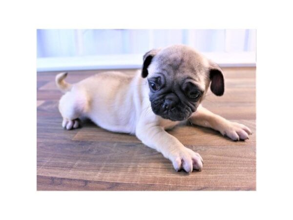 Pug-DOG-Male-Fawn-25329-Dream Tails Sarasota, Florida