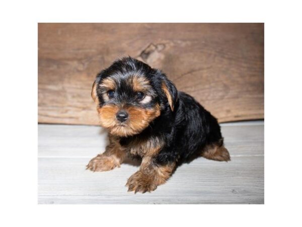 Yorkshire Terrier-DOG-Male-Black / Tan-25333-Dream Tails Sarasota, Florida