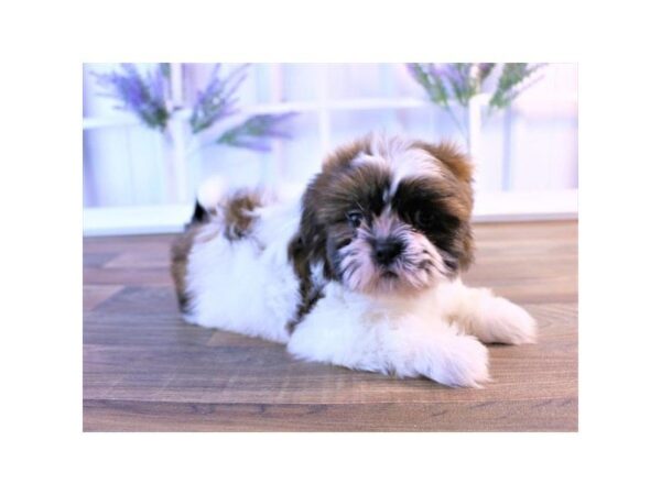 Maltishi-DOG-Male-Gold / White-25334-Dream Tails Sarasota, Florida