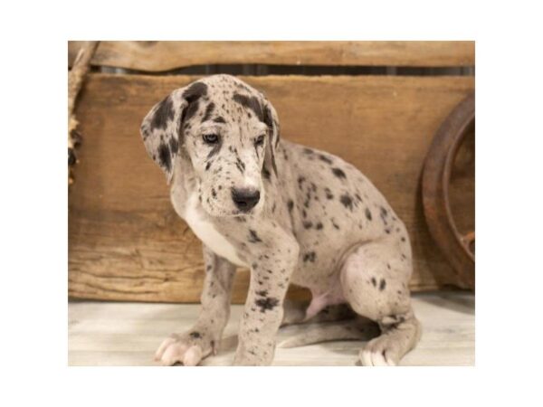 Great Dane-DOG-Male-Blue Merle-25328-Dream Tails Sarasota, Florida