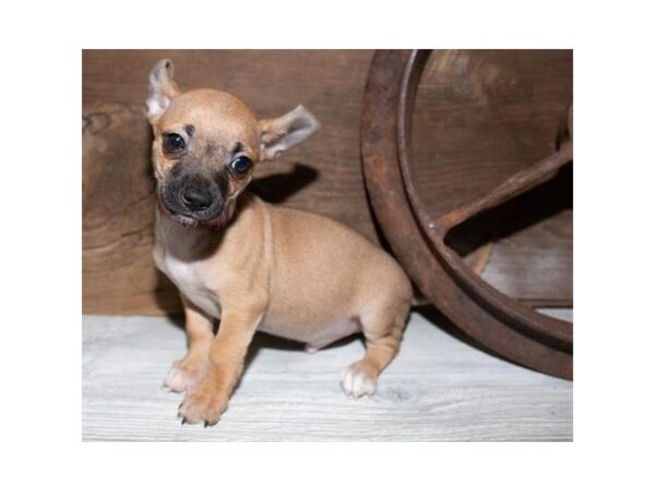 Chihuahua-DOG-Male-Fawn-25327-Dream Tails Sarasota, Florida