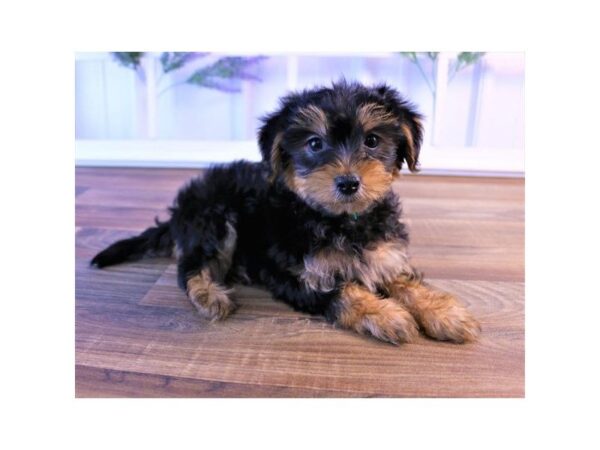 Morkie-DOG-Male-Black / Tan-25335-Dream Tails Sarasota, Florida