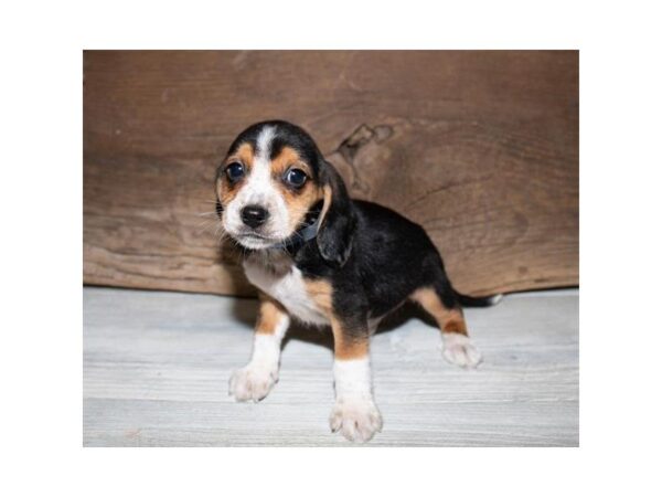 Beagle-DOG-Male-Black White / Tan-25326-Dream Tails Sarasota, Florida