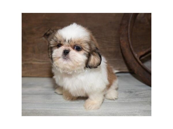 Shih Tzu-DOG-Female-Gold / White-25331-Dream Tails Sarasota, Florida