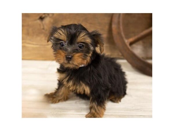Yorkshire Terrier-DOG-Female-Black / Tan-25332-Dream Tails Sarasota, Florida