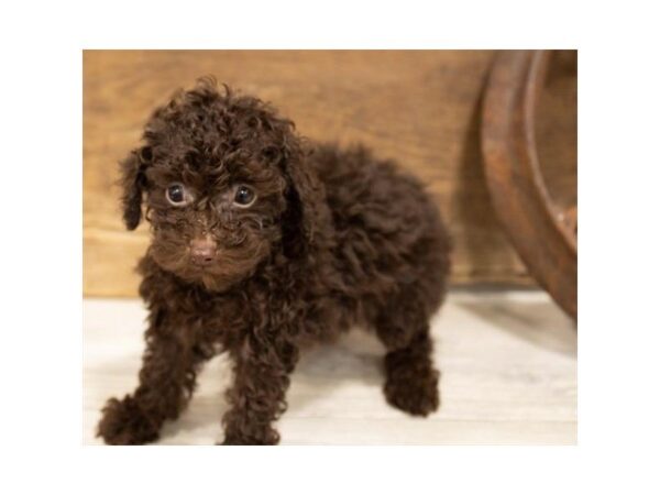 Miniature Poodle-DOG-Female-Brown-25337-Dream Tails Sarasota, Florida