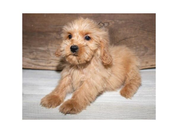 Miniature Goldendoodle-DOG-Male-Red-25342-Dream Tails Sarasota, Florida