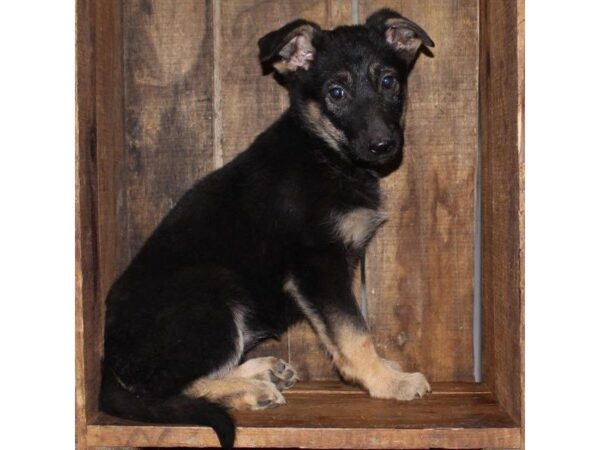 German Shepherd Dog-DOG-Female-Black / Tan-25341-Dream Tails Sarasota, Florida