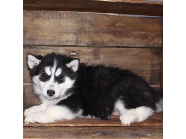 Siberian Husky-DOG-Male-Black / White-25338-Dream Tails Sarasota, Florida