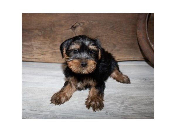 Yorkshire Terrier-DOG-Male-Black / Tan-25339-Dream Tails Sarasota, Florida