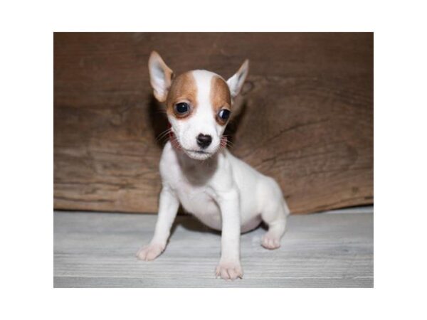 Jack Russell Terrier-DOG-Female-White-25340-Dream Tails Sarasota, Florida