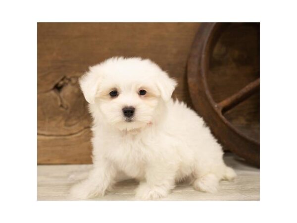 Maltese-DOG-Male-White-25344-Dream Tails Sarasota, Florida