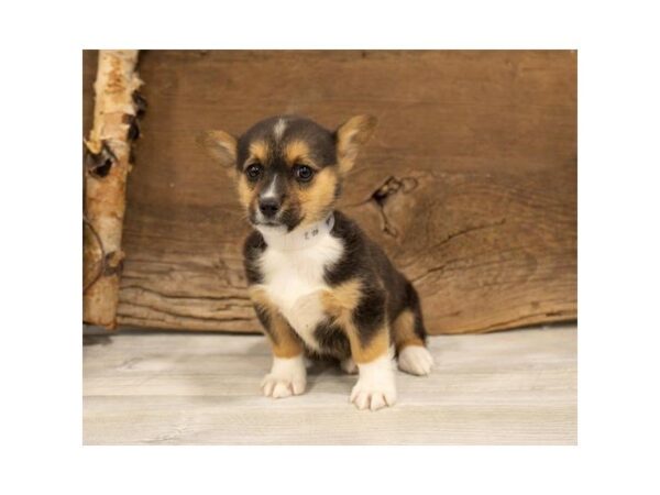 Pembroke Welsh Corgi-DOG-Female-Red Sable-25345-Dream Tails Sarasota, Florida