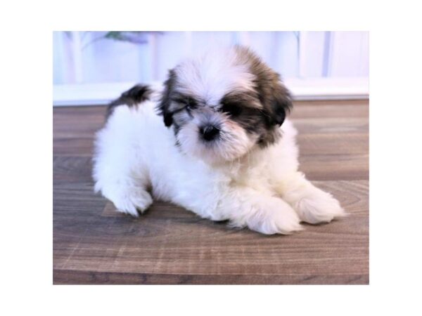 Shih Tzu-DOG-Male-Gold / White-25346-Dream Tails Sarasota, Florida