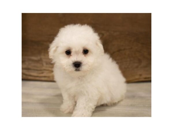 Bichon Frise-DOG-Male-White-25343-Dream Tails Sarasota, Florida