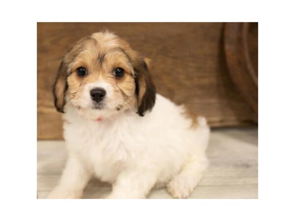 Cavachon-DOG-Female-Sable / White-25347-Dream Tails Sarasota, Florida
