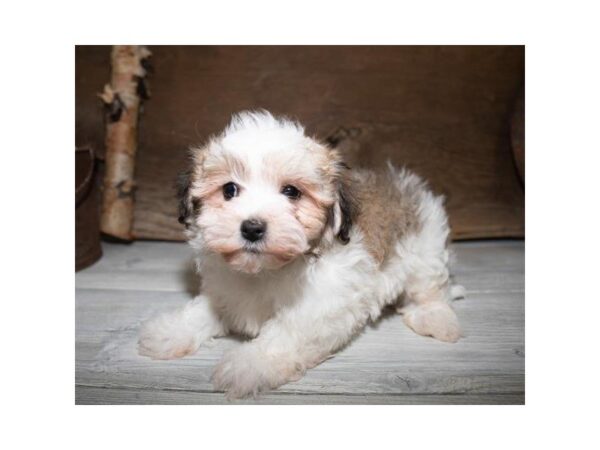 Havanese-DOG-Male-Gold-25351-Dream Tails Sarasota, Florida