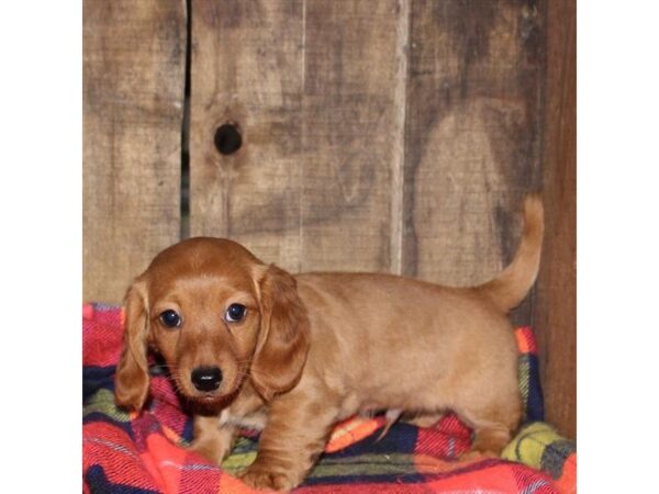 Dachshund-DOG-Male-Fawn (Isabella) / Tan-25356-Dream Tails Sarasota, Florida
