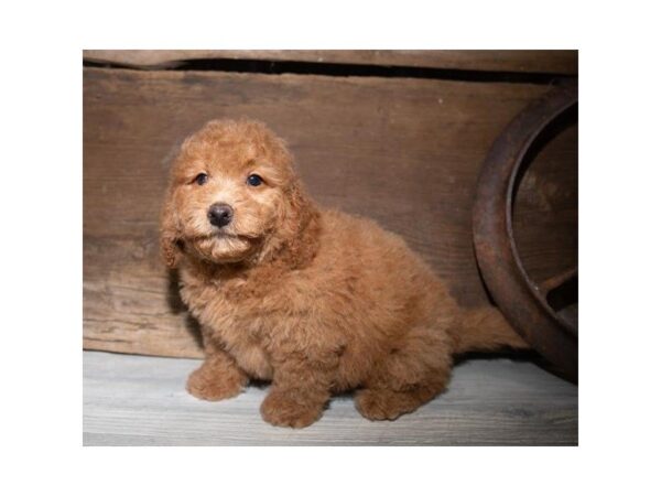 Miniature Goldendoodle 2nd Gen-DOG-Male--25361-Dream Tails Sarasota, Florida