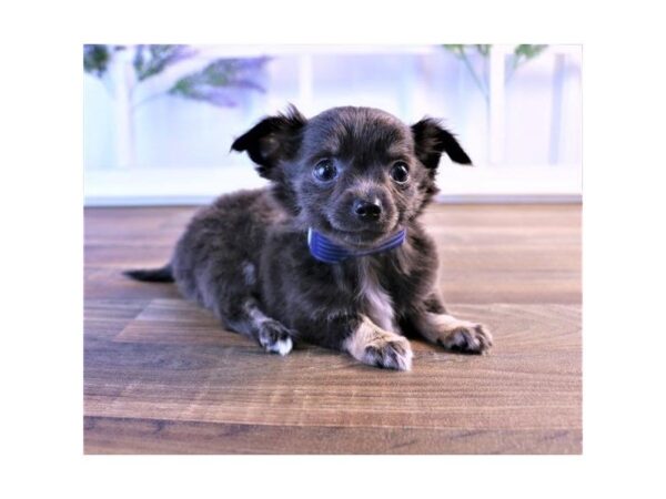 Chihuahua-DOG-Male-Black-25350-Dream Tails Sarasota, Florida