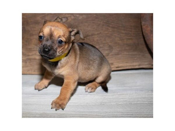 Chiweenie-DOG-Female-Fawn-25360-Dream Tails Sarasota, Florida