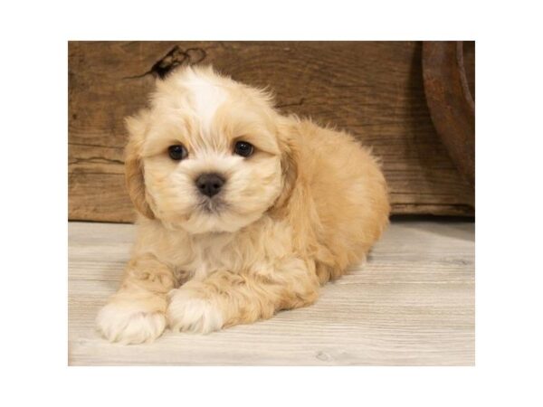 Shih Tzu-DOG-Male-Cream-25352-Dream Tails Sarasota, Florida