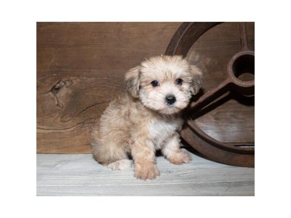 Yochon-DOG-Female-Gold-25359-Dream Tails Sarasota, Florida