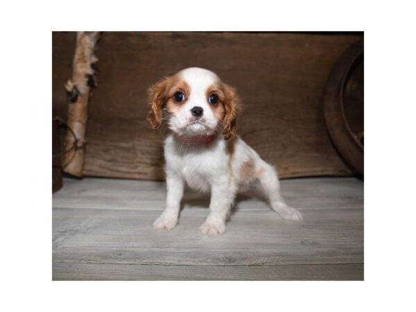 Cavalier King Charles Spaniel-DOG-Female-Blenheim-25349-Dream Tails Sarasota, Florida