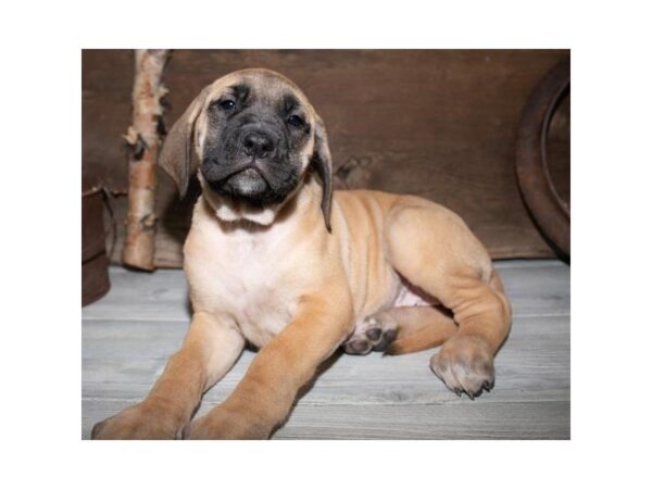 English Mastiff-DOG-Female-Fawn-25358-Dream Tails Sarasota, Florida