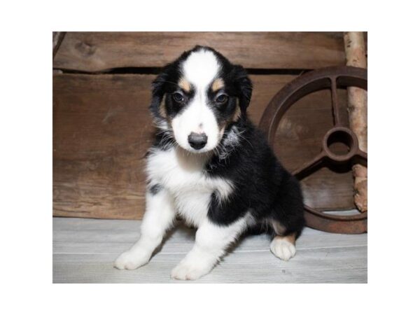 Australian Shepherd-DOG-Male-Black-25348-Dream Tails Sarasota, Florida