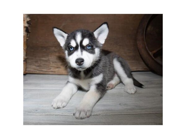 Siberian Husky-DOG-Female-Black / White-25354-Dream Tails Sarasota, Florida