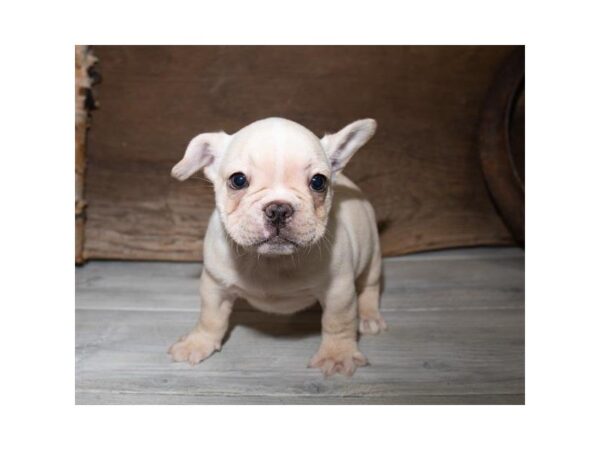 French Bulldog-DOG-Male-Cream-25357-Dream Tails Sarasota, Florida