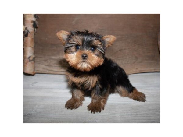 Yorkshire Terrier-DOG-Female-Black / Tan-25355-Dream Tails Sarasota, Florida