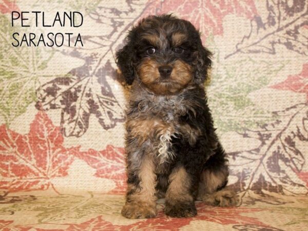 Cockapoo-DOG-Male-Black / Tan-25362-Dream Tails Sarasota, Florida