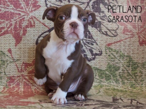 Boston Terrier-DOG-Male-RED WHITE-25372-Dream Tails Sarasota, Florida