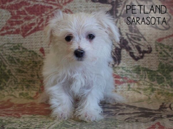 Maltese-DOG-Male-WHITE-25371-Dream Tails Sarasota, Florida