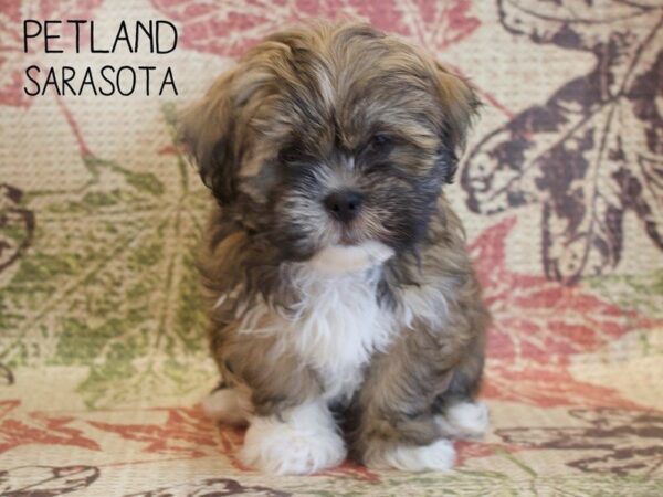 Lhasa Apso-DOG-Female-Brown White-25370-Dream Tails Sarasota, Florida