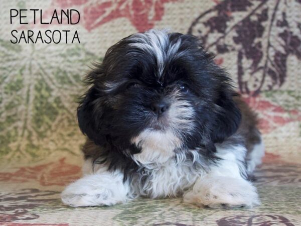 Shih Tzu-DOG-Female-BRINDLE WHITE-25369-Dream Tails Sarasota, Florida
