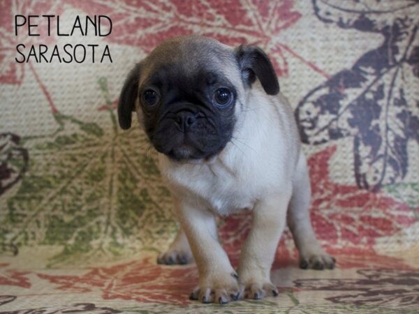 Pug-DOG-Male-fawn-25368-Dream Tails Sarasota, Florida